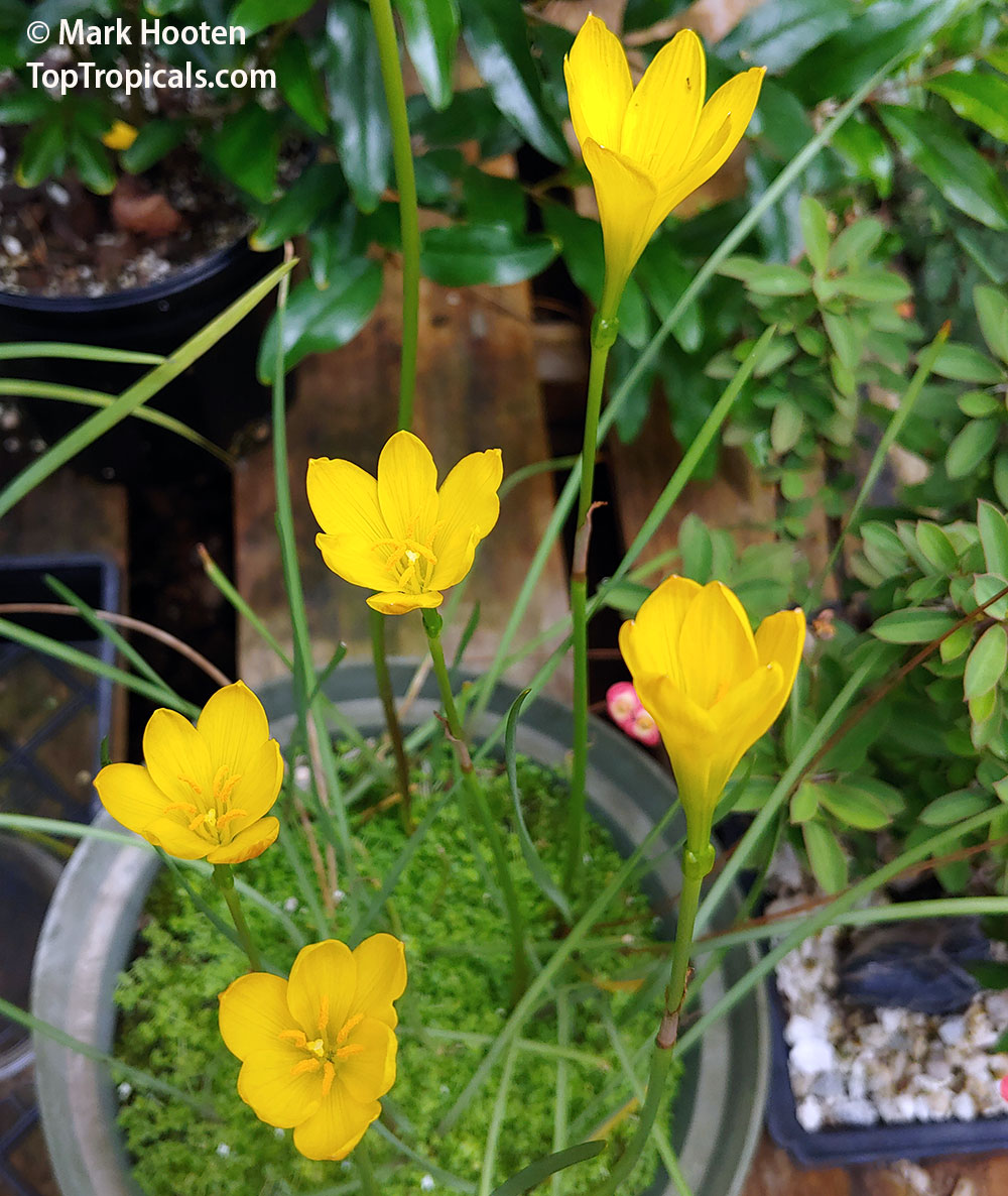 Zephyranthes sp., Fairy Lily, Zephyr Lily, Magic Lily, Atamasco Lily, Rain Lily. Zephyranthes pulchella