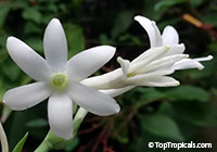 Agave amica, Polianthes tuberosa, Tuberose

Click to see full-size image