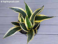 Sansevieria masoniana, Giant Variegated Whale Tail, Giant Snake Plant. Variety Black Gold