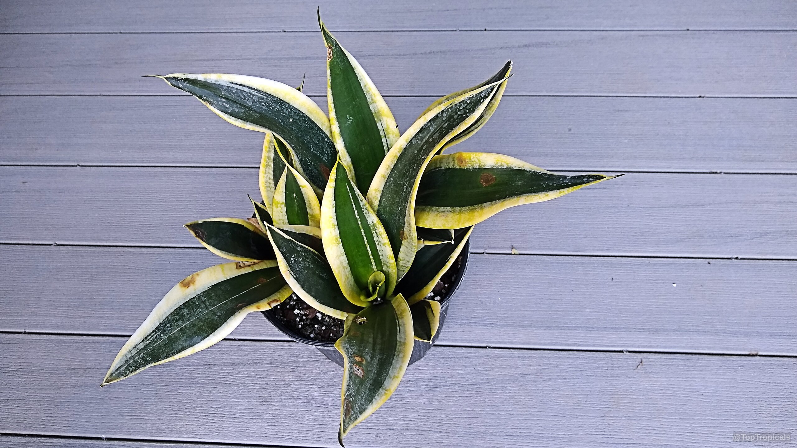 Dracaena masoniana (Giant Variegated Whale Tail) leaves reaching upward from a dark plastic nursery pot. Dracaena masoniana (Giant Variegated Whale Tail) green and yellow leaves plant top view