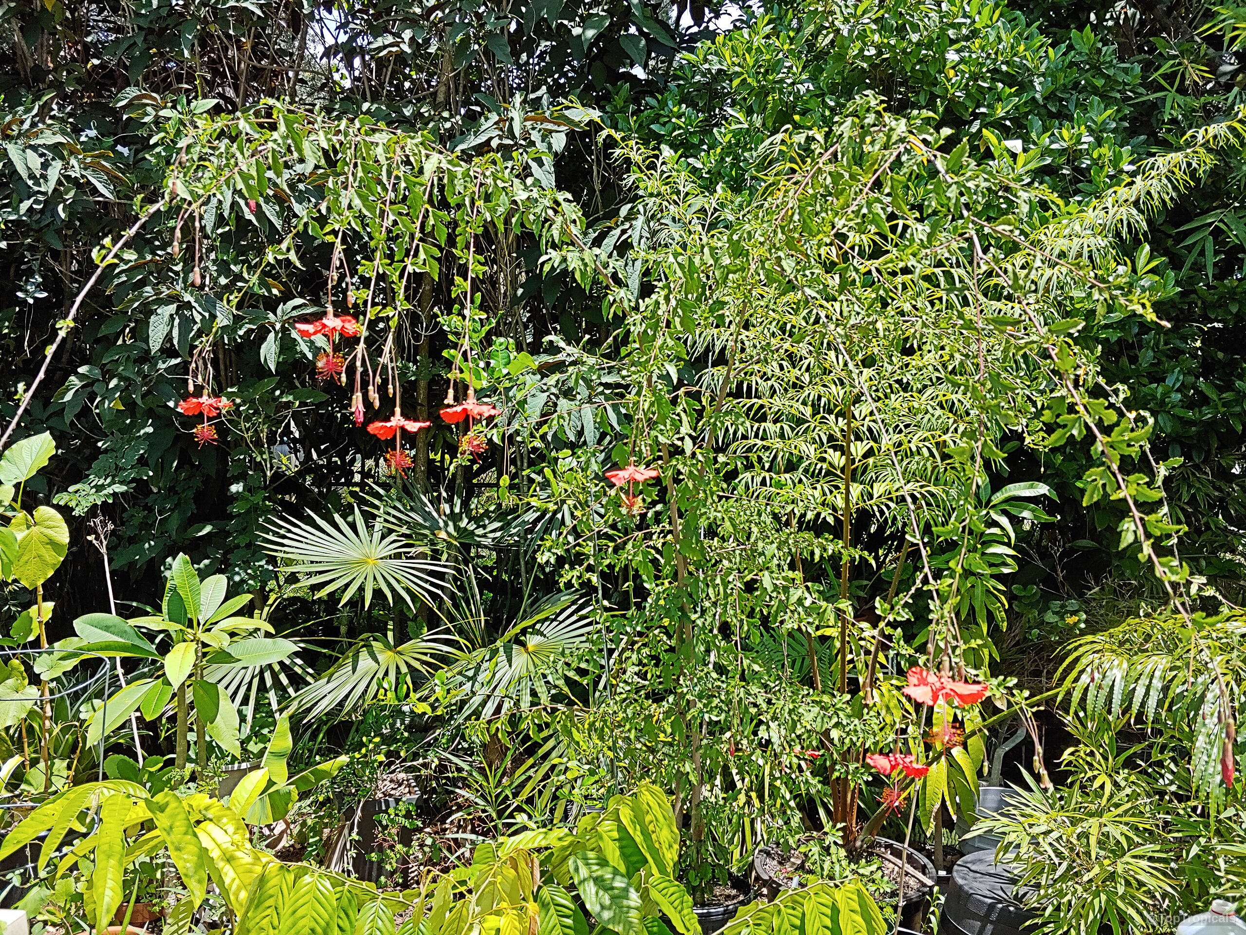 Hibiscus grandidieri x schizopetalus (Fairy Dancer) with delicate red pendulous flowers on slender arching branches Hibiscus grandidieri x schizopetalus (Fairy Dancer) red flower on tall arching green plant