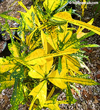 Codiaeum variegatum Golden Arrowhead, Golden Arrowhead Croton

Click to see full-size image