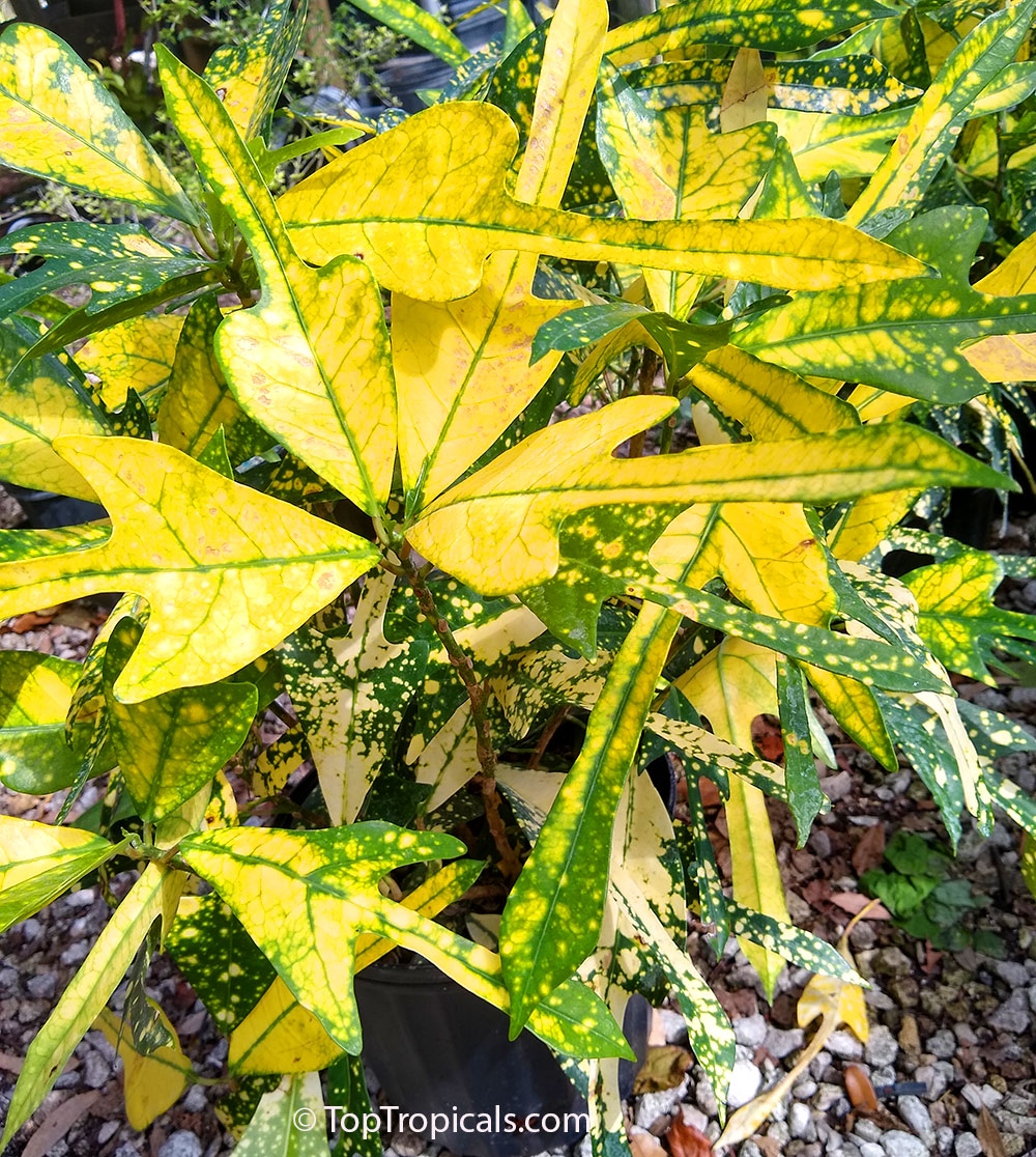 Codiaeum variegatum Golden Arrowhead, Golden Arrowhead Croton