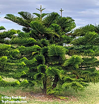 Araucaria sp., Monkey Puzzle, Bunia Pine, Parana Nut

Click to see full-size image