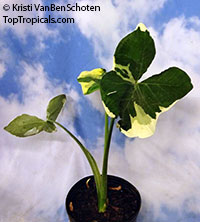 Xanthosoma albomarginata, Xanthosoma atrovirens albomarginata, Mickey Mouse Taro, Mouse Cup, Pocket Plant

Click to see full-size image