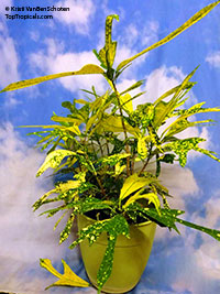 Codiaeum variegatum Golden Arrowhead, Golden Arrowhead Croton

Click to see full-size image