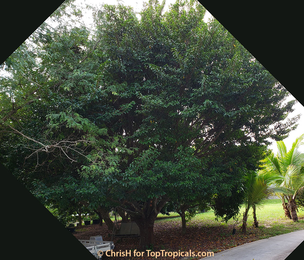 Artocarpus hypargyraeus, Kwai Muk