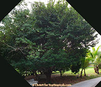 Artocarpus hypargyraeus, Kwai Muk

Click to see full-size image