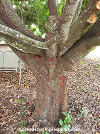 Artocarpus hypargyraeus, Kwai Muk

Click to see full-size image