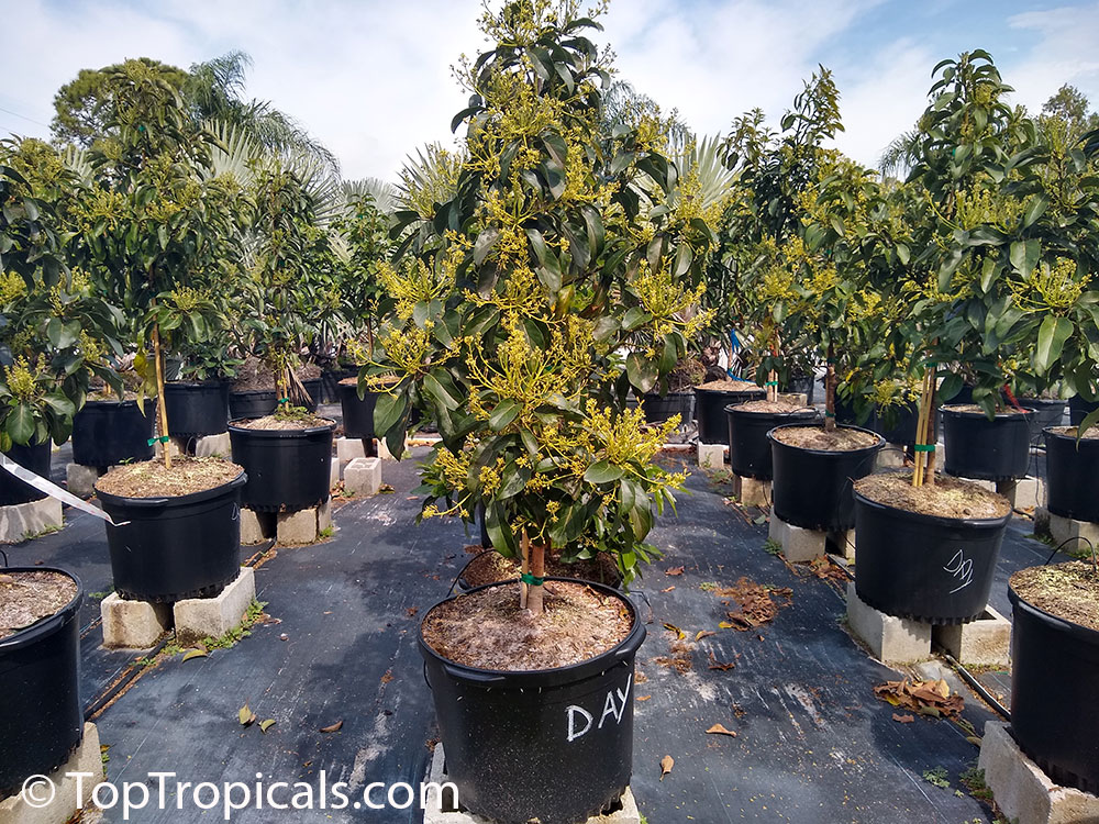 Large avocado trees in 15 gal containers