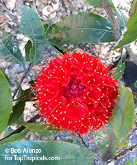 Brownea grandiceps, Rose of Venezuela, Scarlet Flame Bean

Click to see full-size image