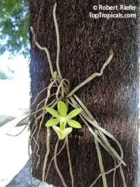 Dendrophylax funalis, Jamaican Ghost Orchid

Click to see full-size image