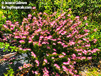 Calliandra brevipes, Calliandra selloi, Acacia selloi, Pink Powderpuff, Shuttlecock, Esponja, Esponjinha, Manduruva, Fairyduster, Mesquitilla, Mock mesquite, Quebra-foice

Click to see full-size image