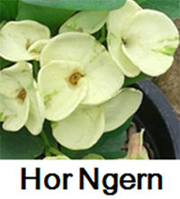 Euphorbia millii - Hor Ngern
