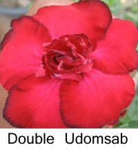 Desert Rose (Adenium) Double Udomsab, Grafted