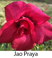 Desert Rose (Adenium) Jao Praya, Grafted