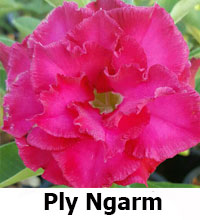 Desert Rose (Adenium) Ply Ngarm (Nagam), Grafted
