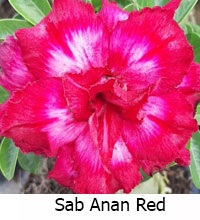 Desert Rose (Adenium) Sab Anan Red, Grafted