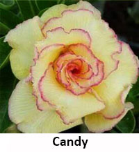 Desert Rose (Adenium) Candy, Grafted