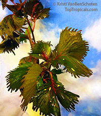 Acalypha wilkesiana - Haleakala (Curly Q)

Click to see full-size image