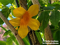 Radermachera hainanensis - Golden Tree Jasmine
