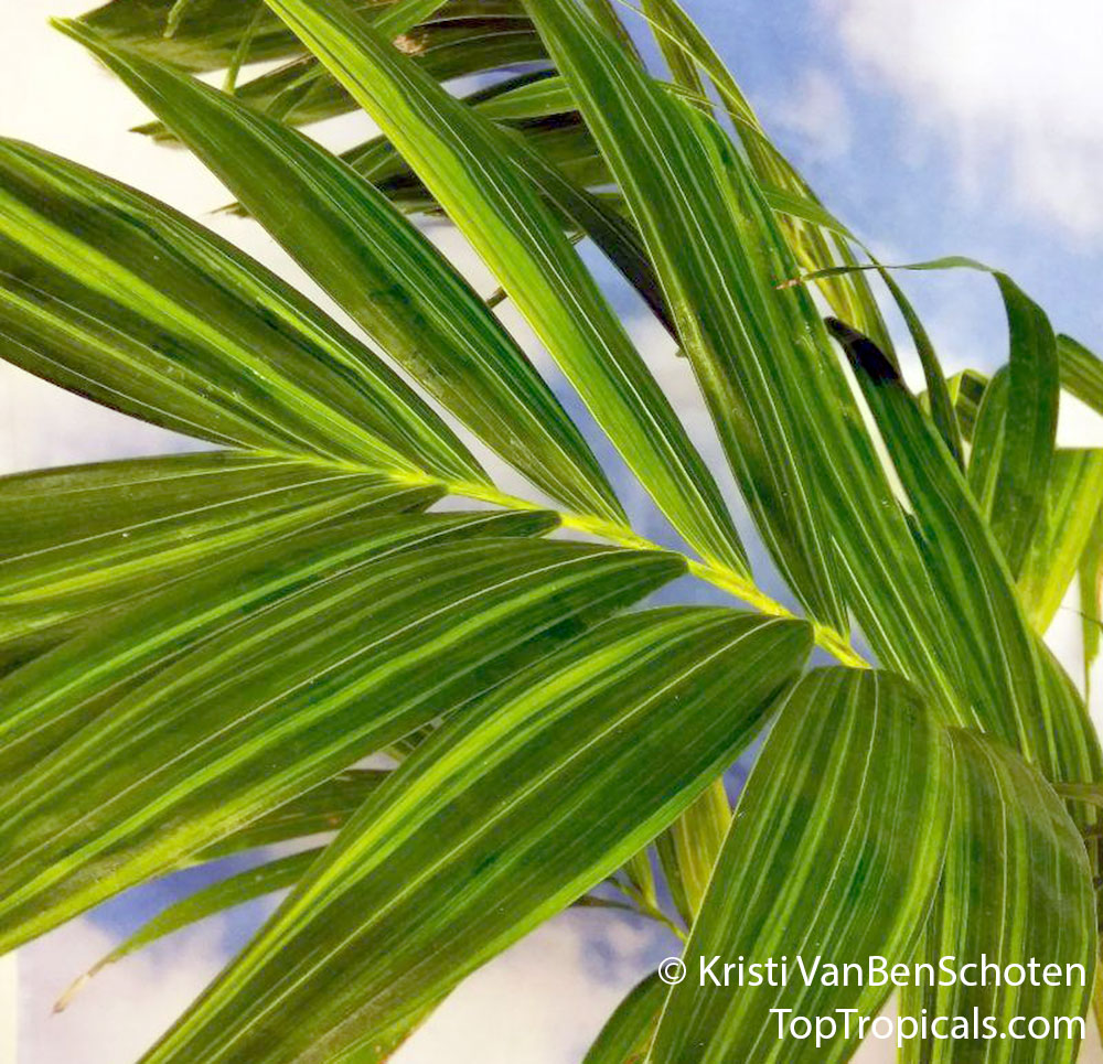 Adonidia merrillii, Veitchia merrilli, Christmas Palm. Variegated var Philippine Gold