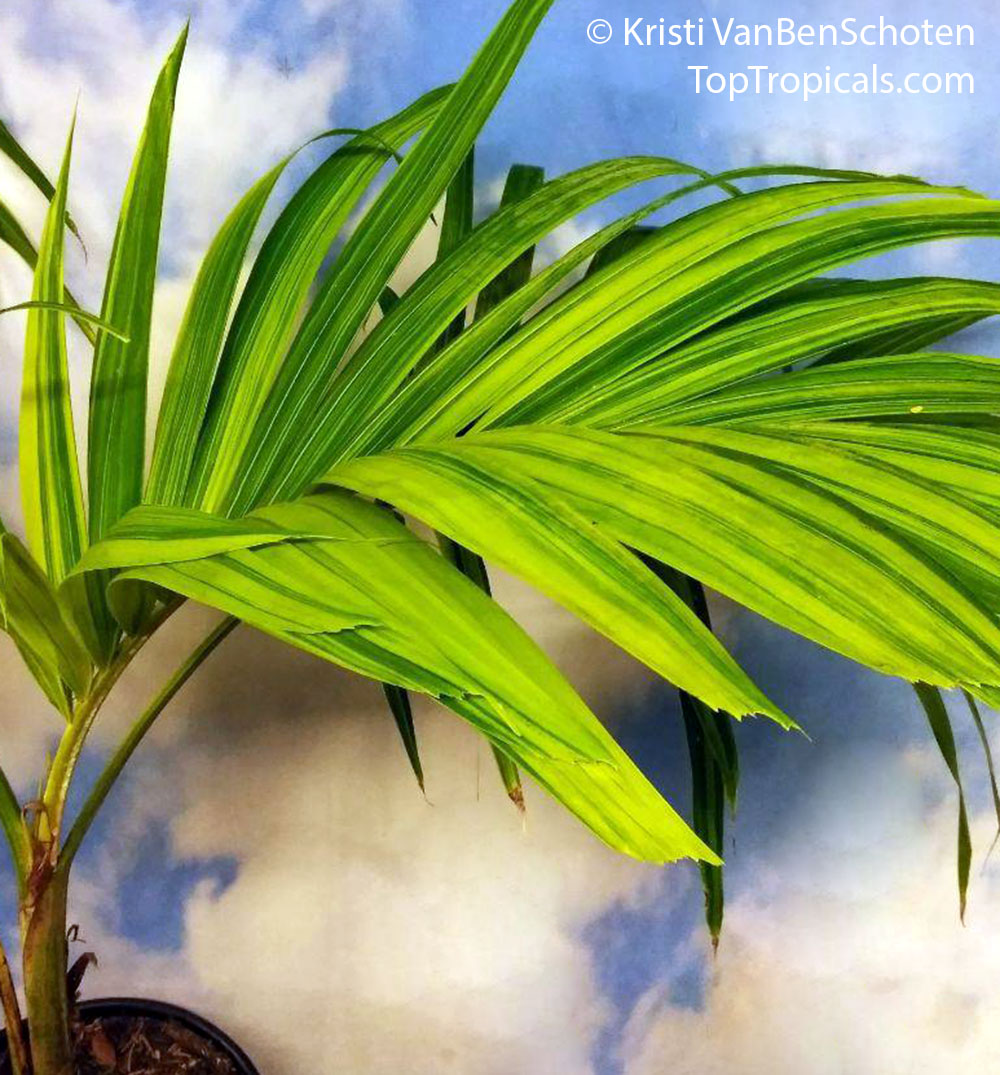 Adonidia merrillii, Veitchia merrilli, Christmas Palm. Variegated var Philippine Gold