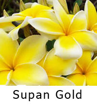 Plumeria Supan Gold, grafted