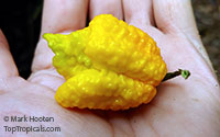 Capsicum chinense, Yellow Lantern Chili

Click to see full-size image
