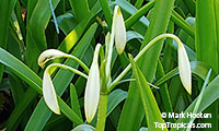 Crinum sp., River Lily

Click to see full-size image