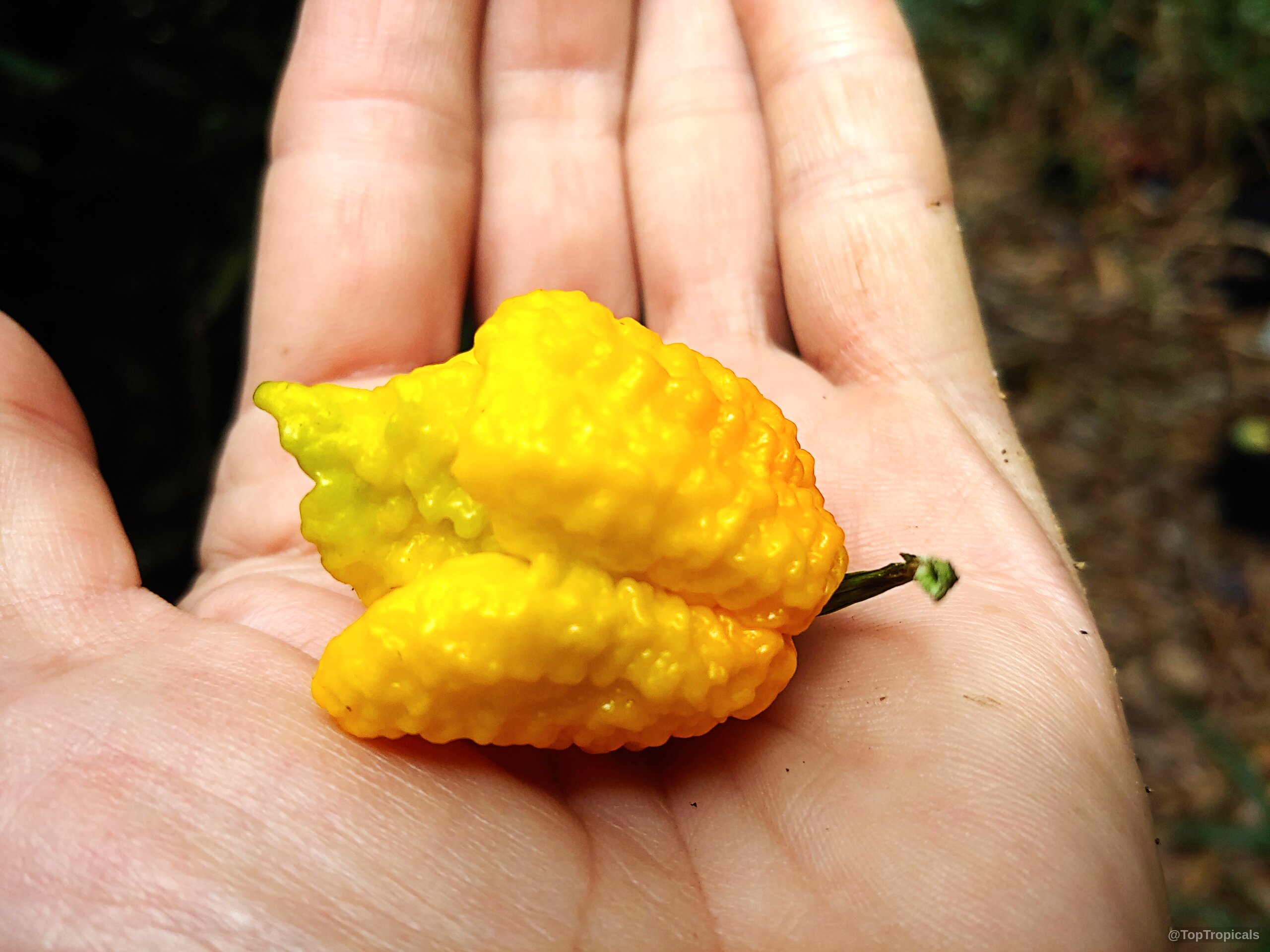 Capsicum chinense (Yellow Lantern Chili) rests in a palm with its bumpy skin clearly visible. Capsicum chinense (Yellow Lantern Chili) vibrant yellow wrinkled fruit held in a palm close up.