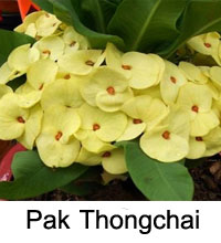 Euphorbia millii - Pak Thong Chai