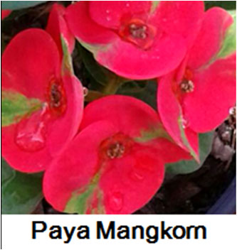Euphorbia millii - Paya Mankorn