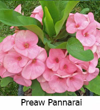 Euphorbia millii - Preaw Pannarai