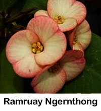 Euphorbia millii - Ramruay Ngernthong