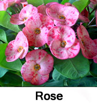 Euphorbia millii - Rose