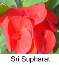 Euphorbia millii - Sri Supharat