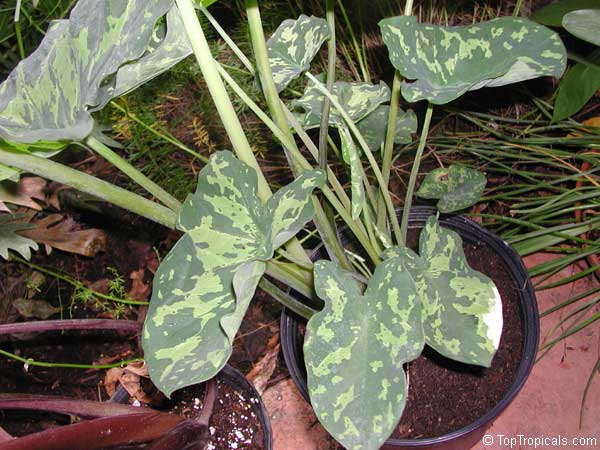 Caladium praetermissum, Alocasia 'Hilo Beauty', Colocasia 'Hilo Beauty', Camouflage Alocasia, Hilo Beauty