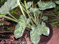 Caladium praetermissum, Alocasia 'Hilo Beauty', Colocasia 'Hilo Beauty', Camouflage Alocasia, Hilo Beauty

Click to see full-size image