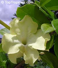 Brunfelsia lactea, Lady of the night

Click to see full-size image
