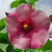 Allamanda blanchetii, Allamanda violacea, Cherry Allamanda, Purple Allamanda

Click to see full-size image