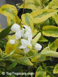 Solanum jasminoides - Variegated White Potato Vine

Click to see full-size image