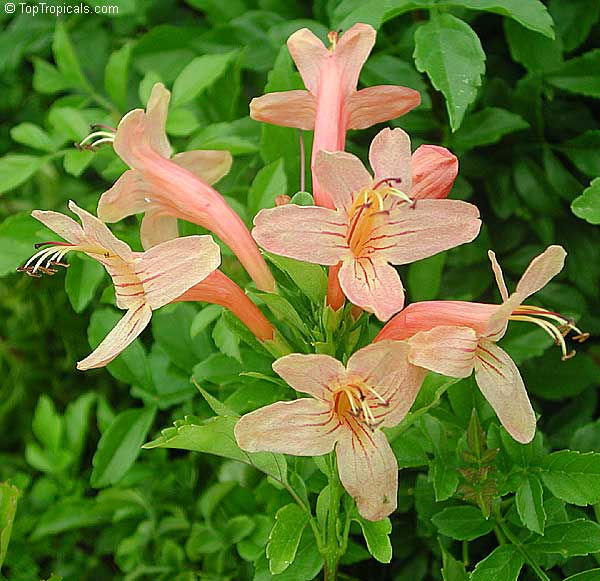 Tecoma Capensis