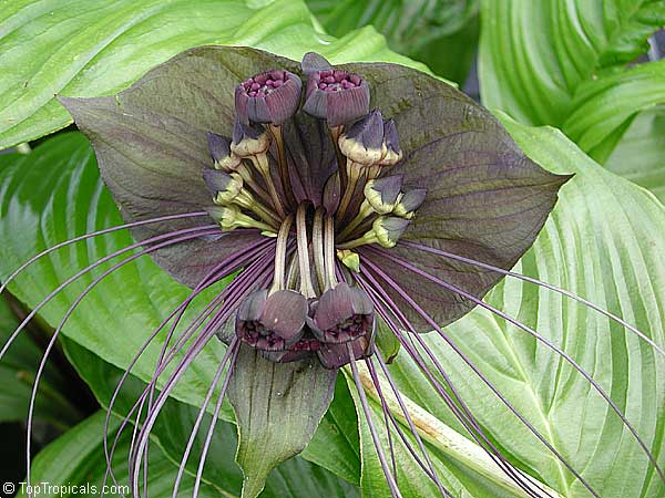Tacca chantrieri, Bat Head Lily, Bat Flower, Devil Flower, Black Tacca