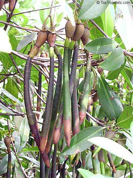 Rhizophora mangle, Red Mangrove