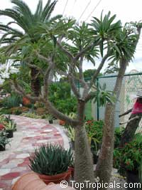Pachypodium rutenbergianum, Madagascar Palm

Click to see full-size image