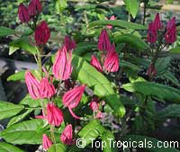 Pavonia multiflora, Triplochlamys multifora, Brazilian candles

Click to see full-size image