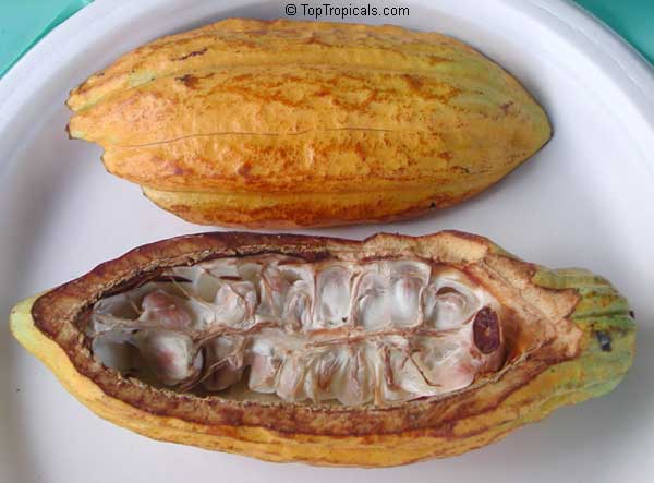 35+ Seeds Theobroma Cacao Cocoa Tree Very Rare Ready Plant - Perfect