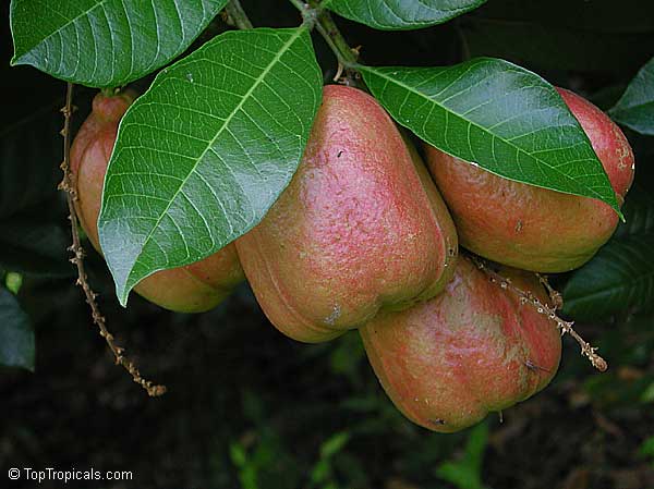 Akee fruit on the branch with leaves