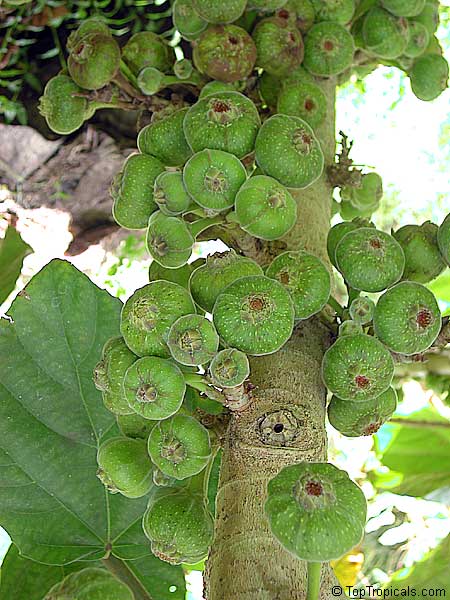 Ficus sycomorus, Common Cluster Fig
